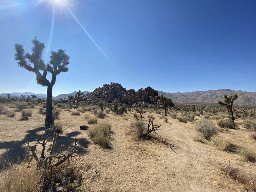 Joshua trees and open desert under a wide blue sky